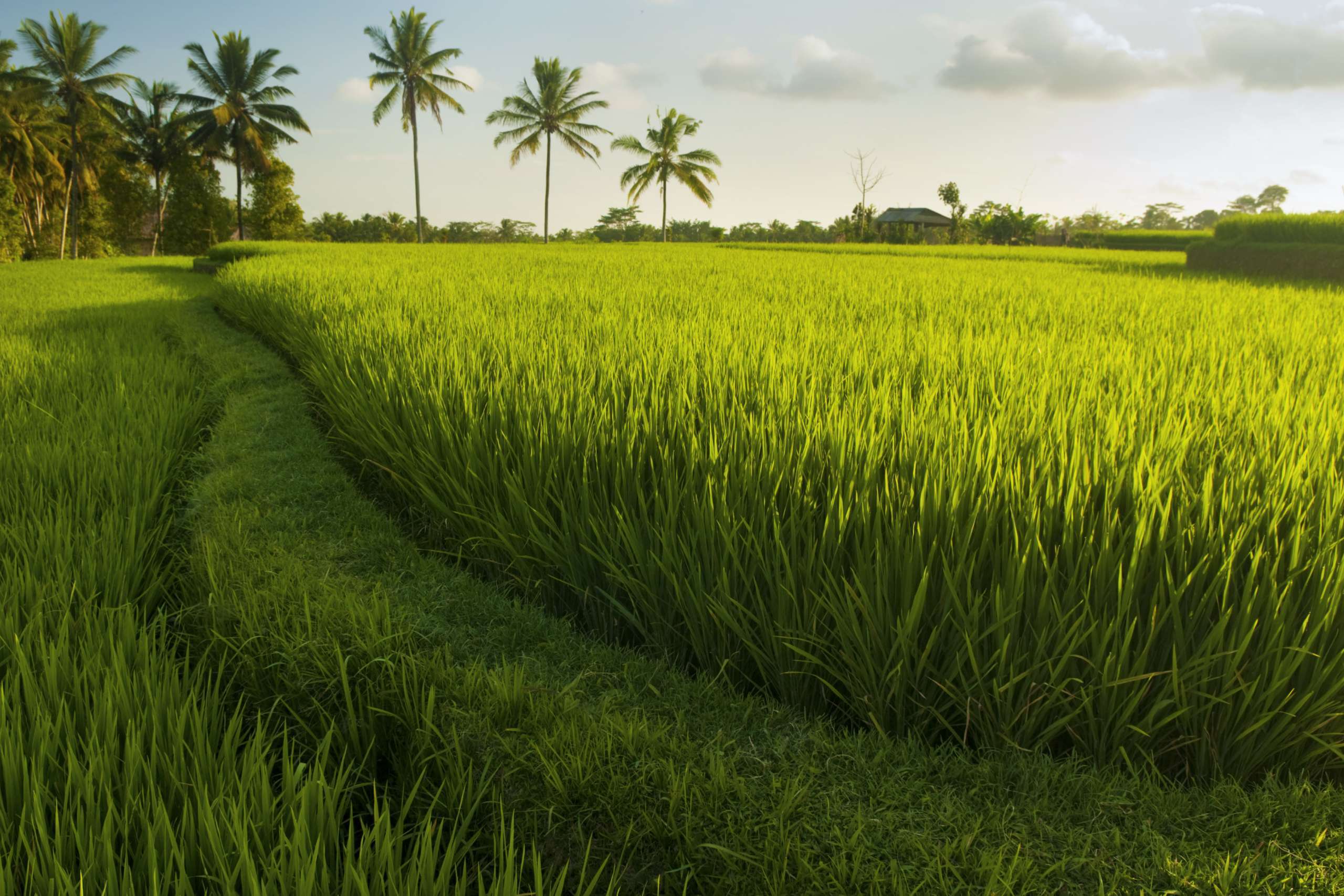 Agriculture Kerala